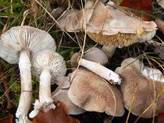 Tricholoma cingulatum