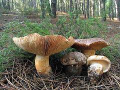 Tricholoma colossus