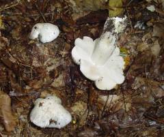 Tricholoma columbetta