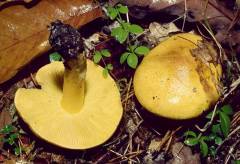 Tricholoma equestre