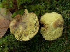 Tricholoma equestre