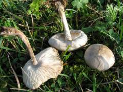 Tricholoma evenosum