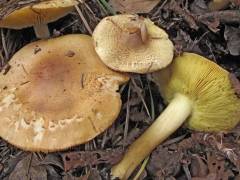 Tricholoma frondosae