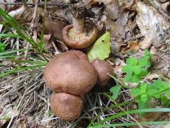 Tricholoma imbricatum