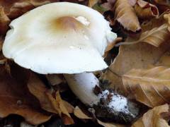 Tricholoma lascivum