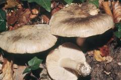 Tricholoma pardinum