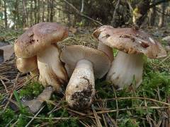 Tricholoma populinum