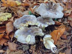 Tricholoma portentosum