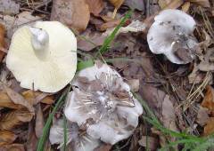 Tricholoma portentosum