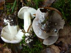 Tricholoma portentosum