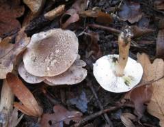 Tricholoma scalpturatum