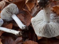 Tricholoma sciodes