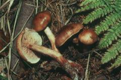 Tricholoma stans