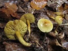 Tricholoma sulphureum