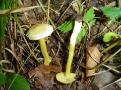 Tricholoma sulphureum