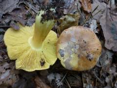 Tricholoma sulphureum