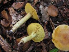 Tricholoma sulphureum