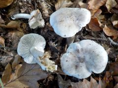 Tricholoma terreum