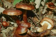 Tricholoma ustale