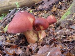 Tricholomopsis rutilans