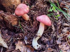 Tricholomopsis rutilans