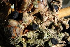 Tryblidiopsis pinastri