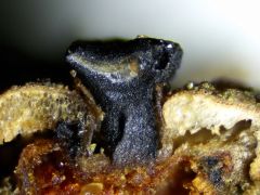 Tryblidiopsis pinastri