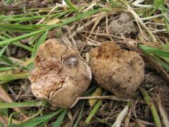 Tuber magnatum