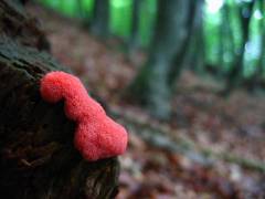 Tubifera ferruginosa