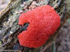 Tubifera ferruginosa