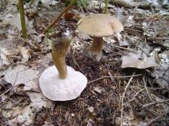 Tylopilus felleus