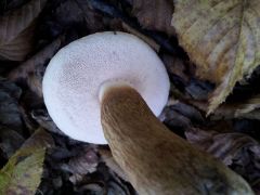 Tylopilus felleus