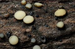 Vibrissea decolorans