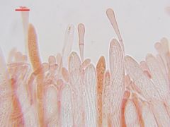 Vibrissea decolorans