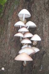 Volvariella bombycina