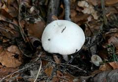 Volvariella bombycina