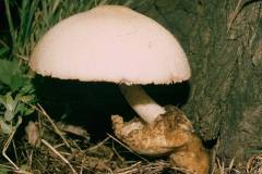 Volvariella bombycina