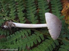 Volvariella caesiotincta