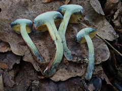 Xerocomellus fennicus