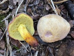 Xerocomellus redeuilhii