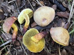 Xerocomellus redeuilhii