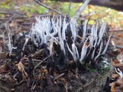 Xylaria hypoxylon