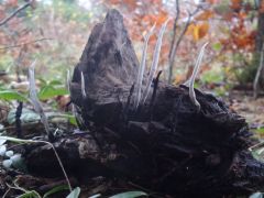 Xylaria hypoxylon