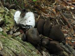 Xylaria polymorpha