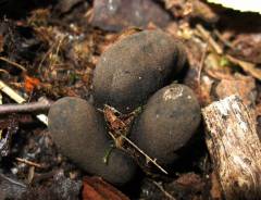 Xylaria polymorpha